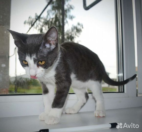 Котёнок Сота