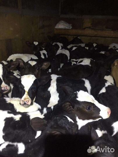 Бычки на откорм. Телочки на племя