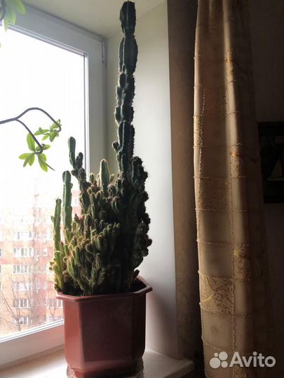 Кактус молочай