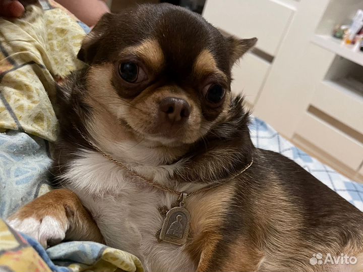 Аренда чихухуа для фотосессии