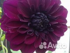 Гладиолусы, георгины