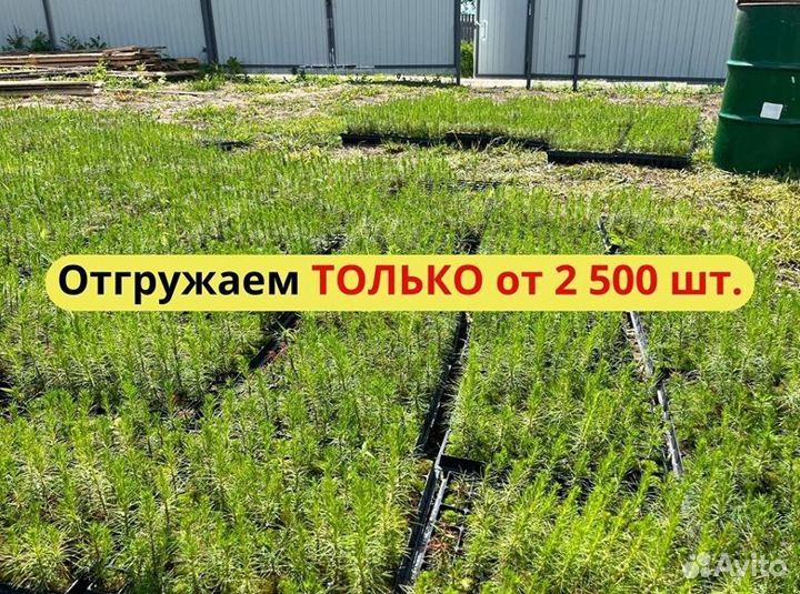 Сеянцы сосны зкс оптом