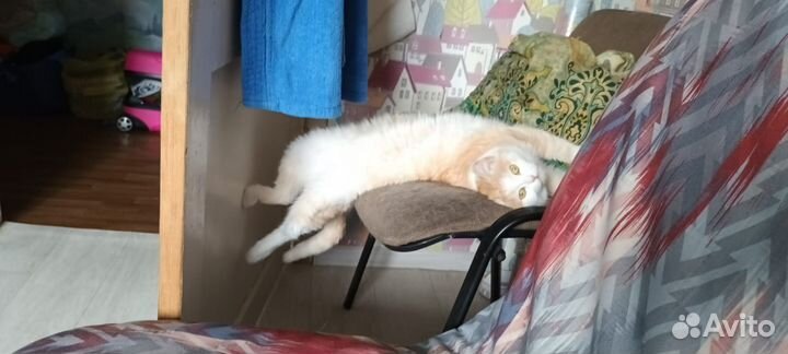 Кошка на случку