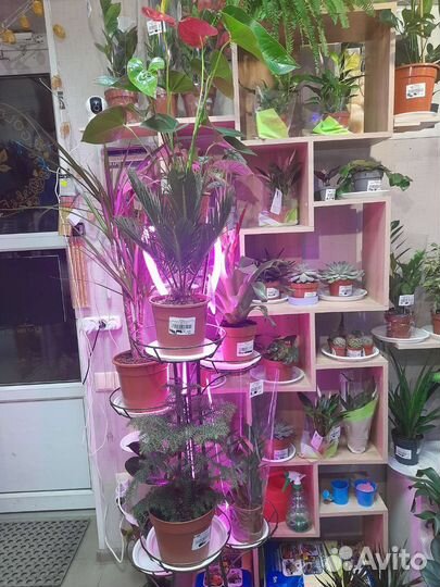 Большой ассортимент комнатных растений