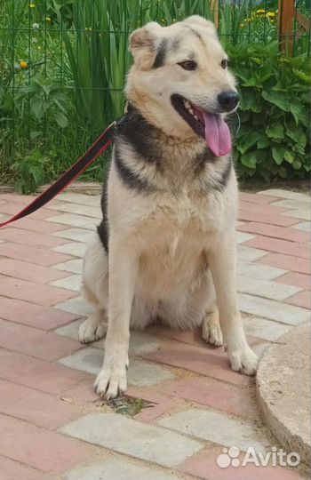 Собака/девочка. Боня