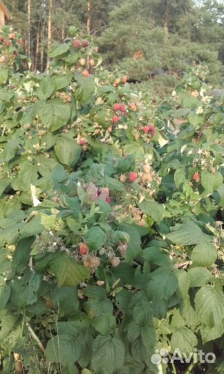 Навоз козий в мешках