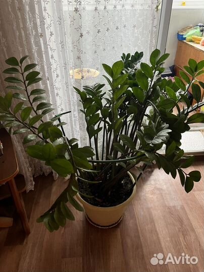 Замиокулькас комнатное растение большое