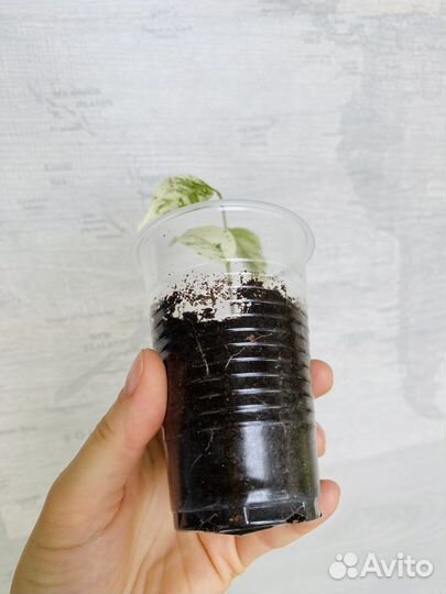 Фикус Эльдорадо