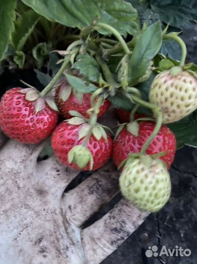 Рассада клубники