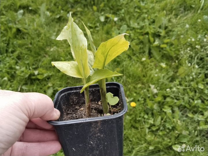 Куркума саженцы сорт Лонга