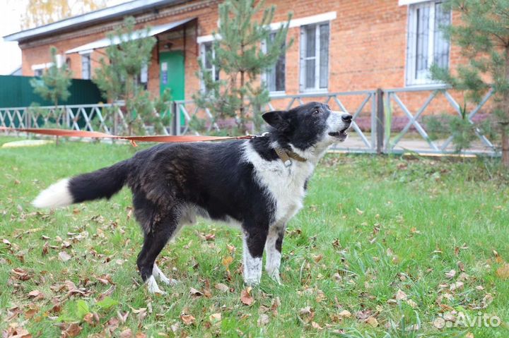 Собака в добрые руки