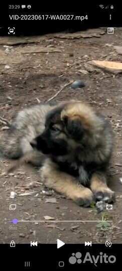 Щенок в частный дом на охрану в добрые руки