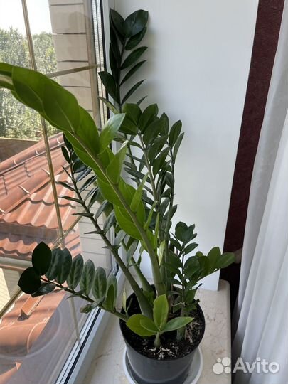 Замиокулькас