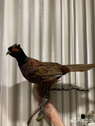 Чучело фазана