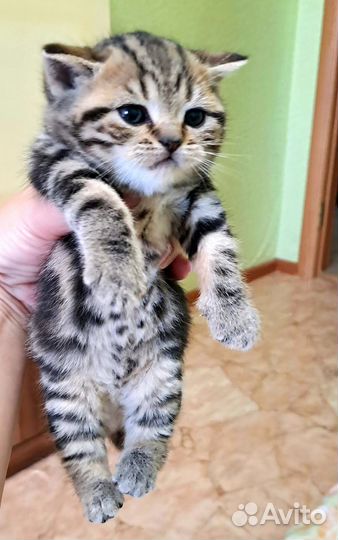 Шотландская