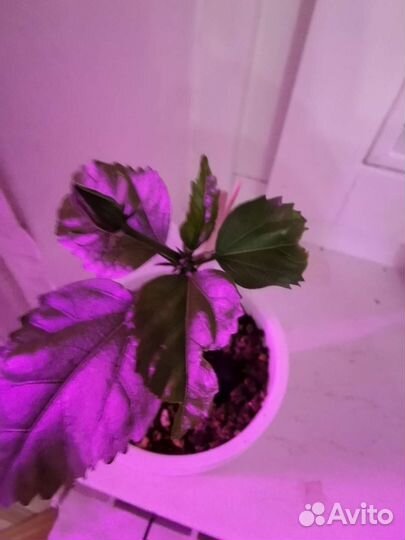 Домашние растения