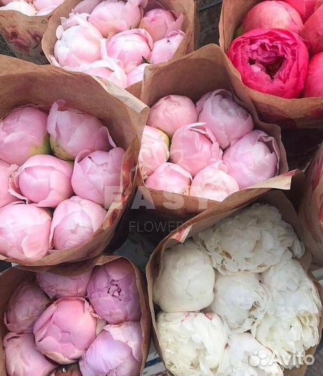 Цветы пионы