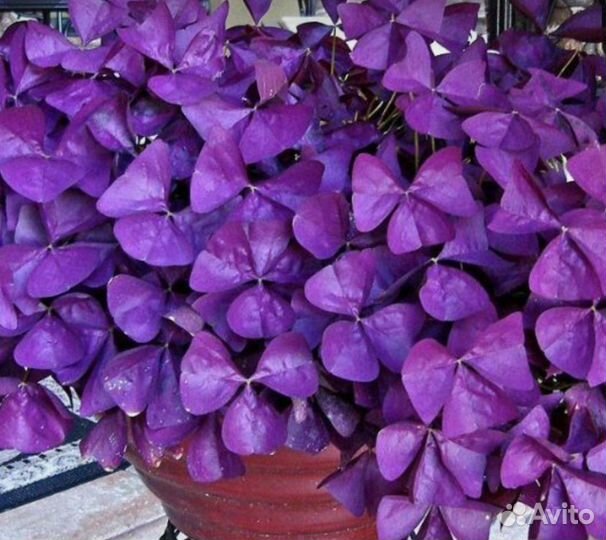Кислица (Oxalis)