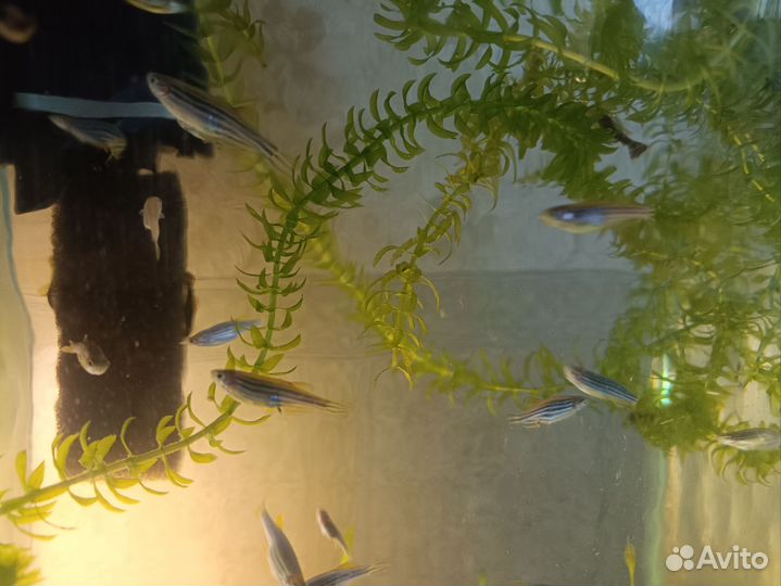 Данио рерио