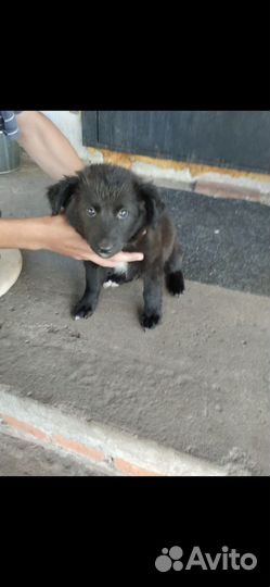 Собака в добрые руки щенок