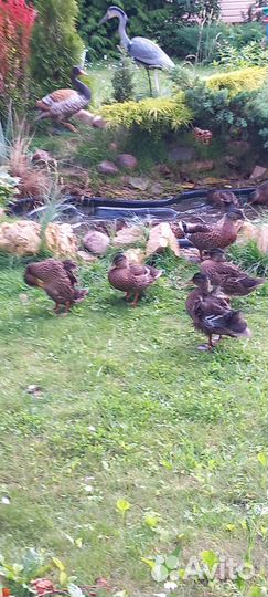 Подсадные утки