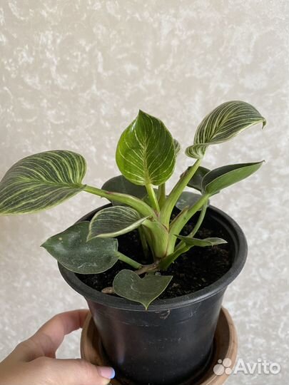 Филодендрон биркин