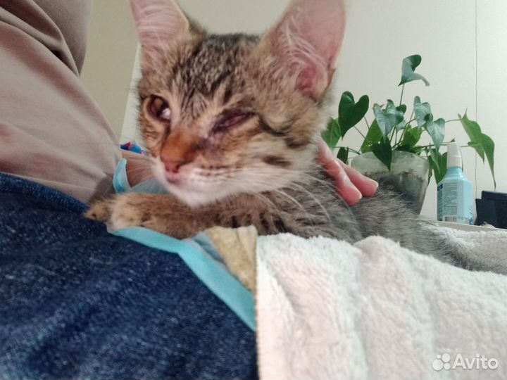 Котенок бенгальский