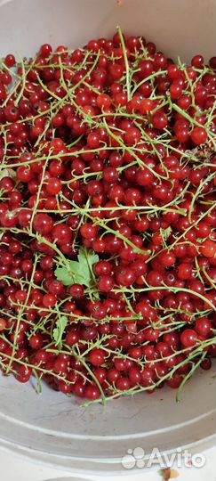 Смородина, малина