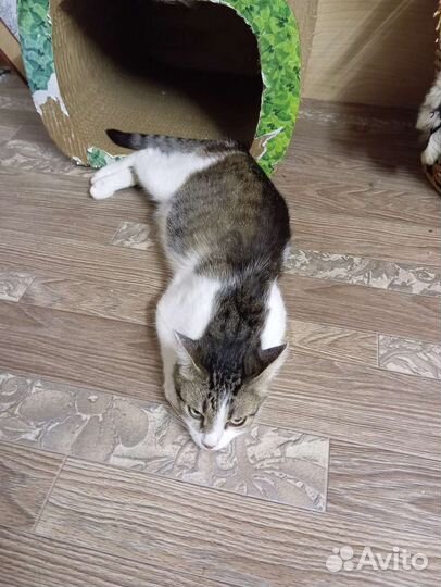 Кошка в дар бесплатно