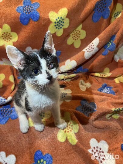 Котята сладкие булочки ищут дом