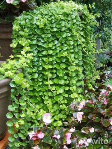 Вербейник монетчатый