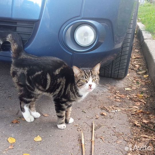 Кошечка ищет хозяев