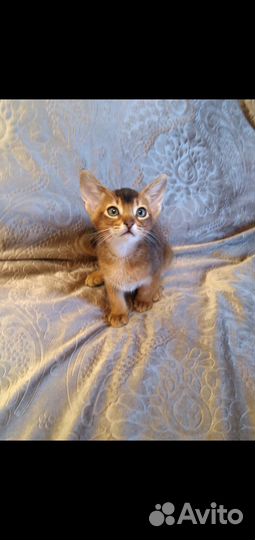 Абиссинская