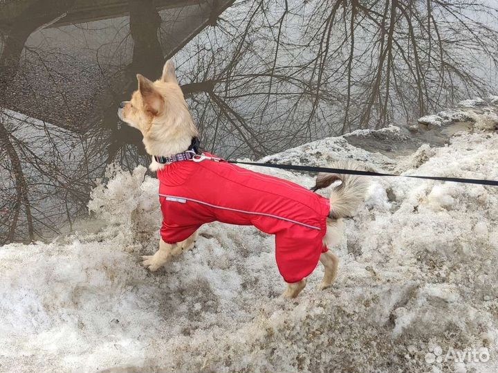 Дождевик для собак