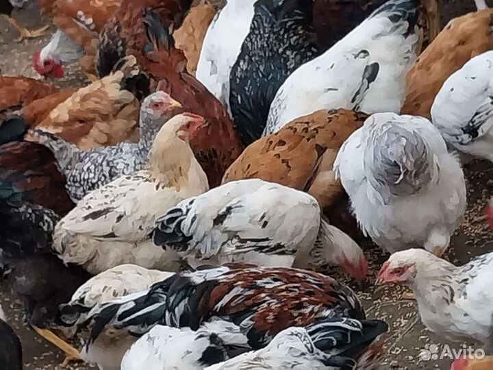 Куры домашние