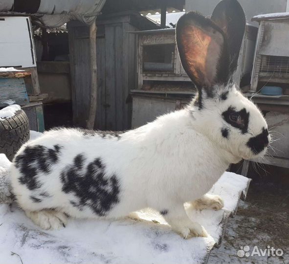 Кролики породистые,вес взрослого кролика от 7 до 1