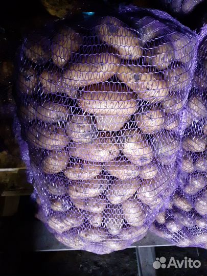 Картофель семенной и на корм, возможна доставка