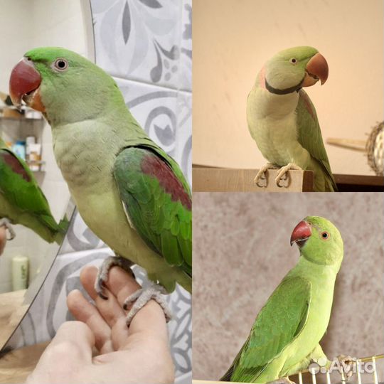 Ожереловый и александрийский попугай (ручные)