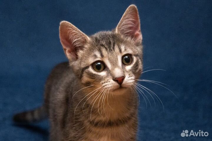 Стесняшка Фогги ищет семью, котёнок