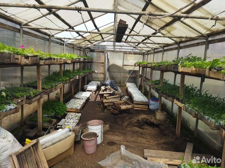 Рассада цветов и овощей