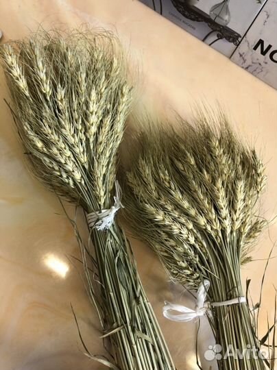 Пшеница для декора, рожь декоративная