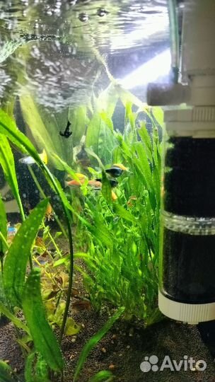 Аквариум с рыбками