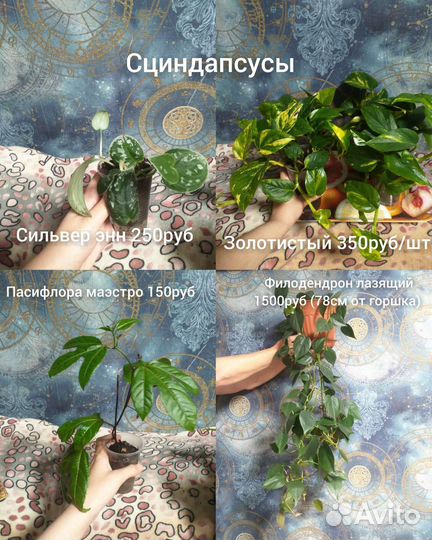 Комнатные растения
