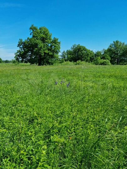 Участок 21,48 га (ИЖС)