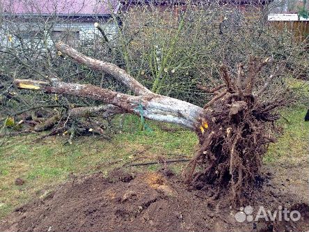 Спил деревьев