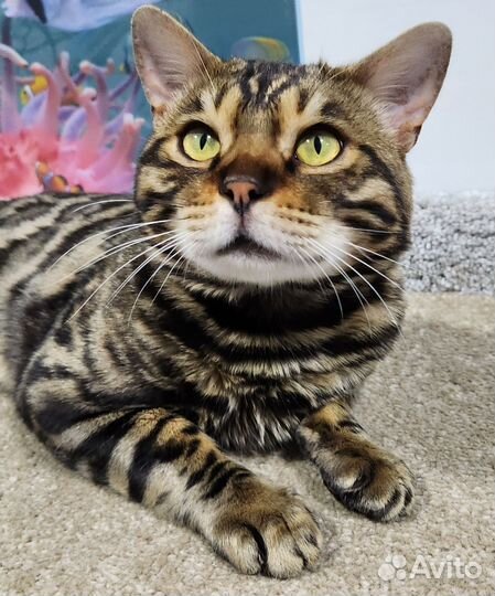 Бенгальский кот вязка