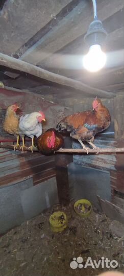 Молодые петухи