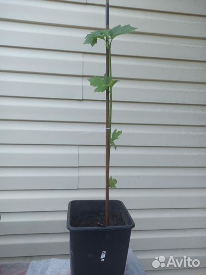 Калина Бульденеж