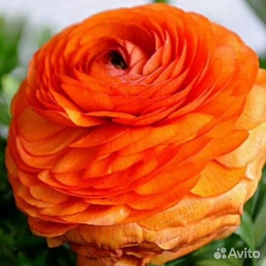 Ранункулюс лютики сорт пикоти оранжевый