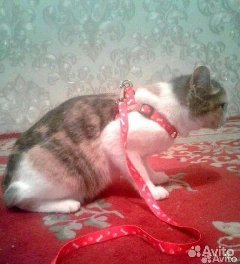 Шлейка для собак и кошек в ассортименте